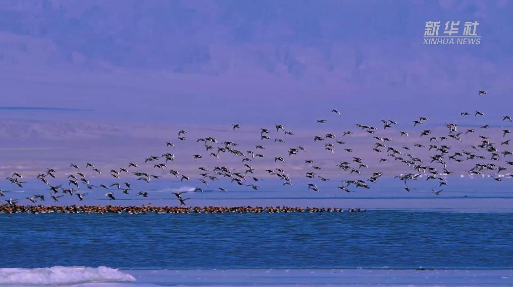 秀我中國(guó)｜青?？婶斂撕叭绠?huà)