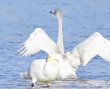 母親河的冬日浪漫 藏在天鵝輕柔起舞中