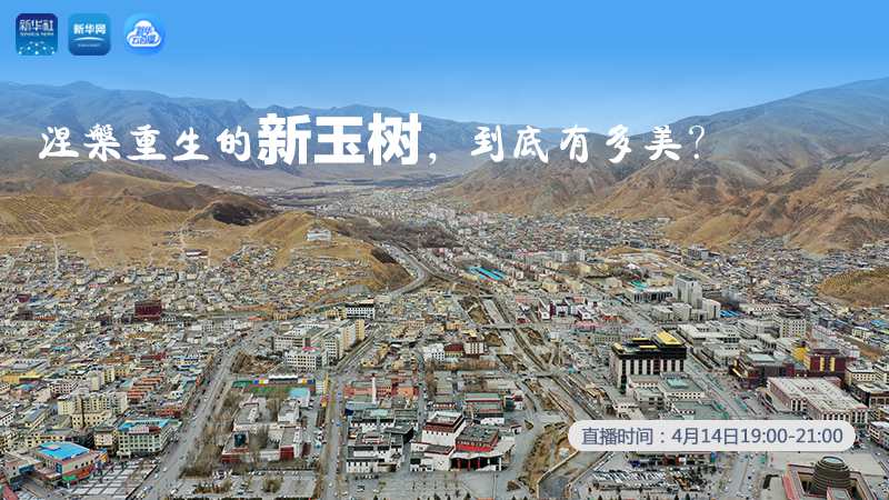涅槃重生的新玉樹，到底有多美？