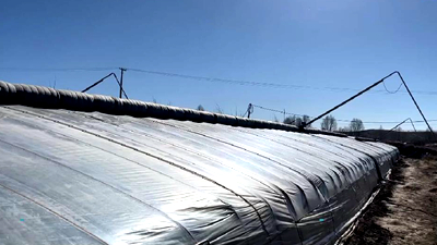 新鮮！青藏高原長(zhǎng)出&ldquo;熱帶水果&rdquo;