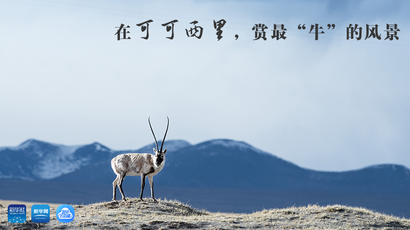 三江源慢直播丨在可可西里，賞最&ldquo;牛&rdquo;的美景