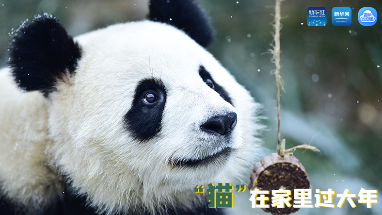 三江源慢直播丨&ldquo;貓&rdquo;在家里過大年