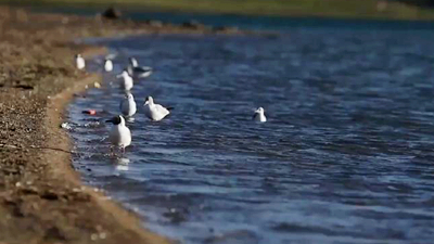 世界野生動(dòng)植物日，帶您到青藏高原領(lǐng)略&ldquo;野生動(dòng)物家園&rdquo;