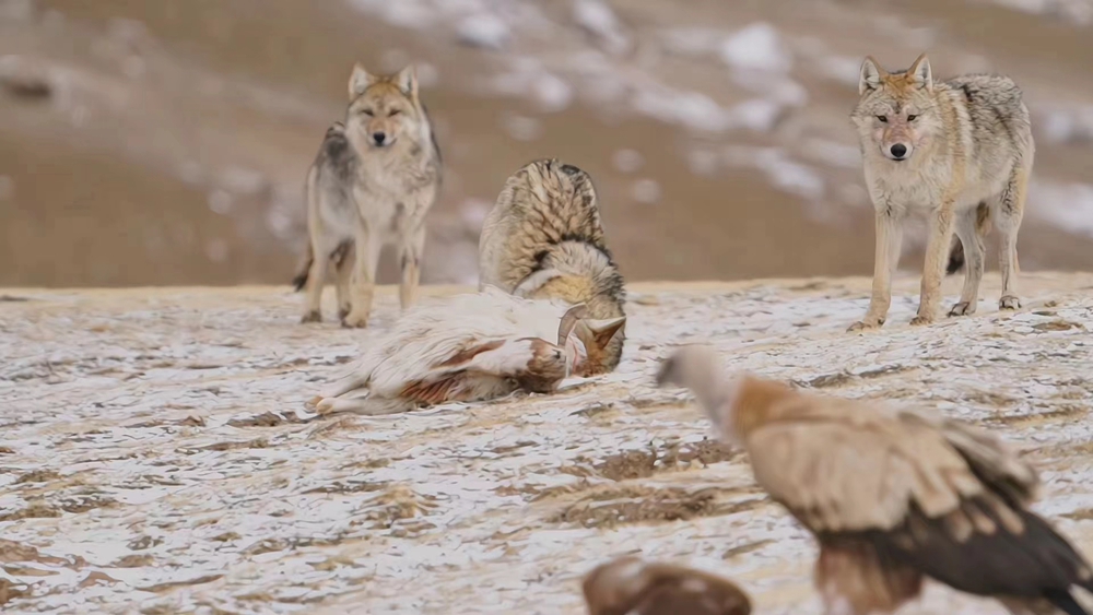 青海都蘭：狼群進(jìn)食 野性滿滿