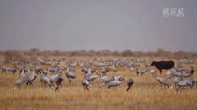 壯觀！遷徙灰鶴&ldquo;備降&rdquo;青海都蘭