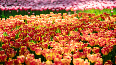 顏值爆表！青海西寧開啟&ldquo;花城&rdquo;模式